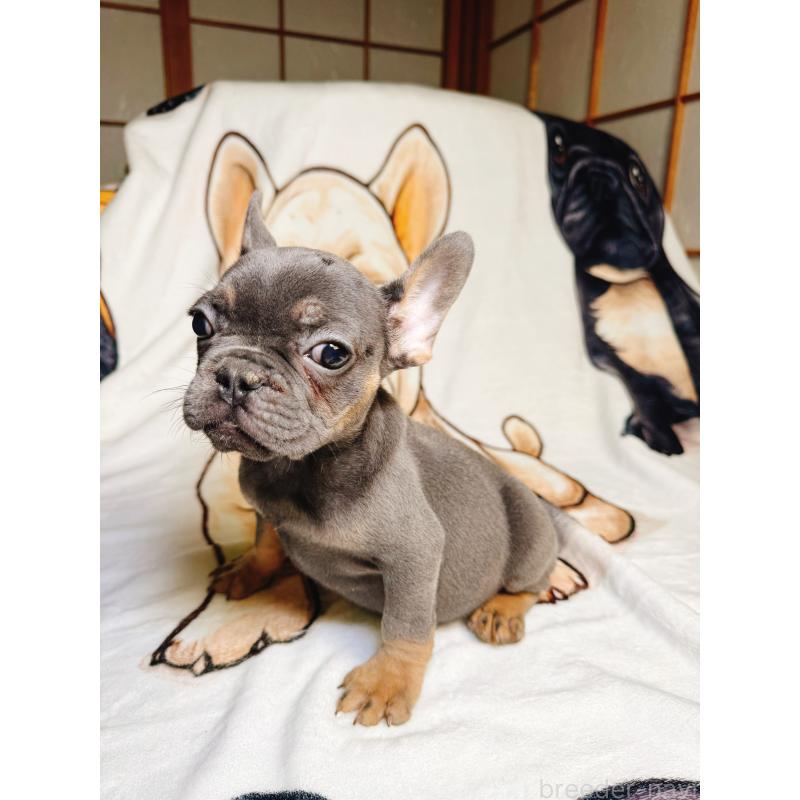 販売中の奈良県のフレンチブルドッグ-441637の4枚目
