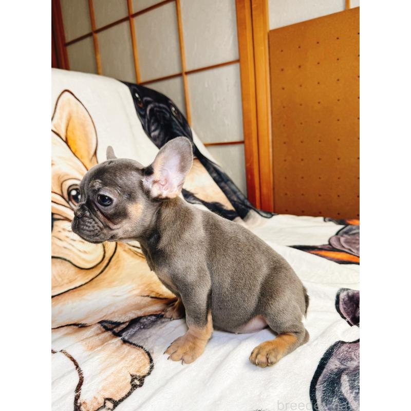 販売中の奈良県のフレンチブルドッグ-441637の3枚目