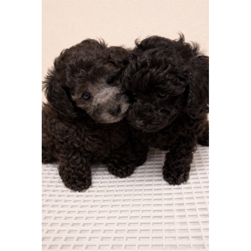 成約済の岡山県のトイプードル-438840の2枚目