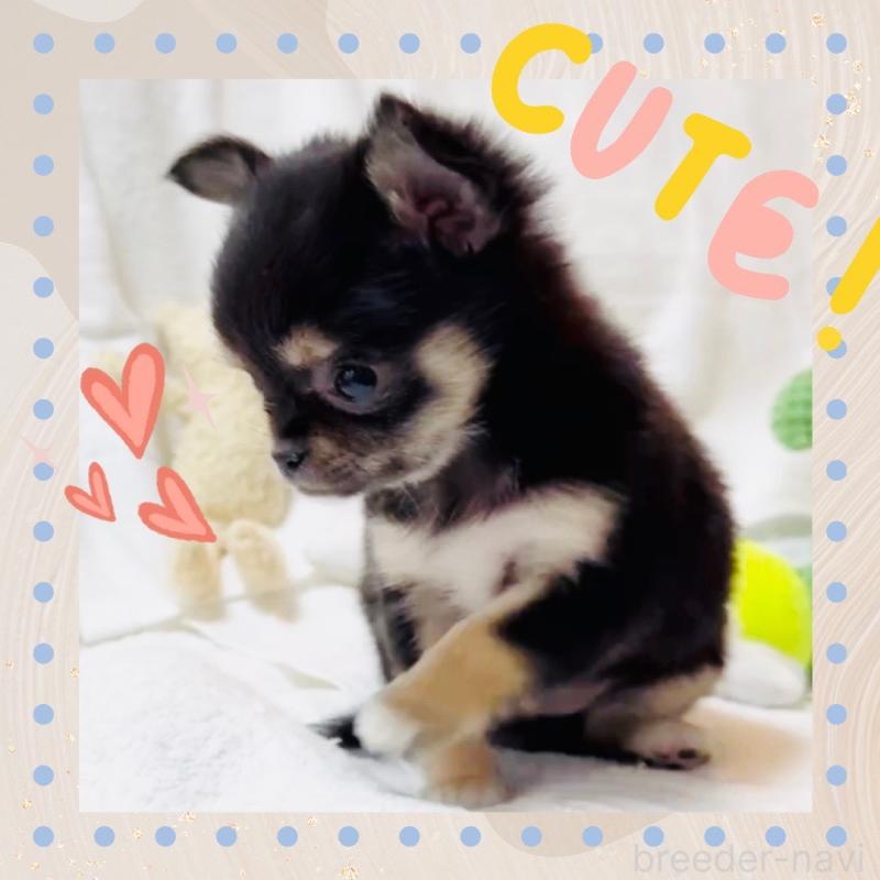 販売中の大阪府のチワワ(ロングコート)-441823の11枚目