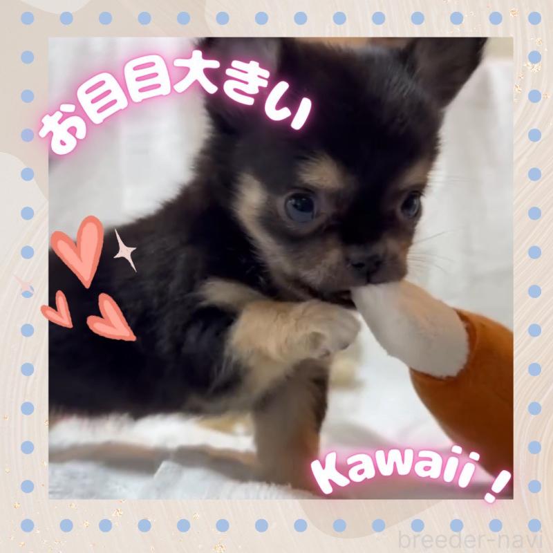 販売中の大阪府のチワワ(ロングコート)-441823の10枚目