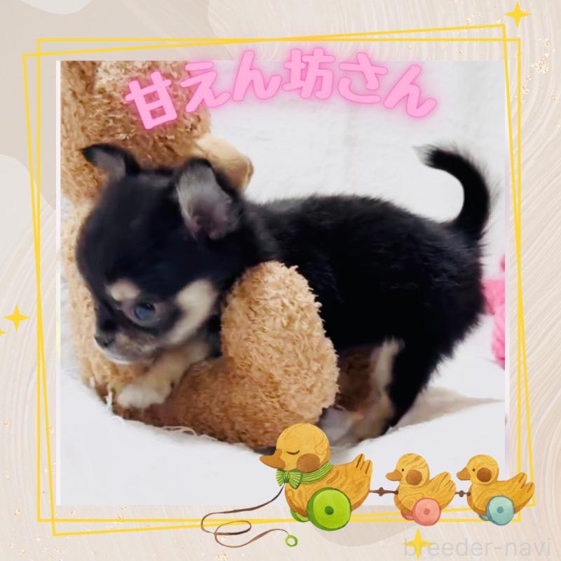 販売中の大阪府のチワワ(ロングコート)-441823の9枚目