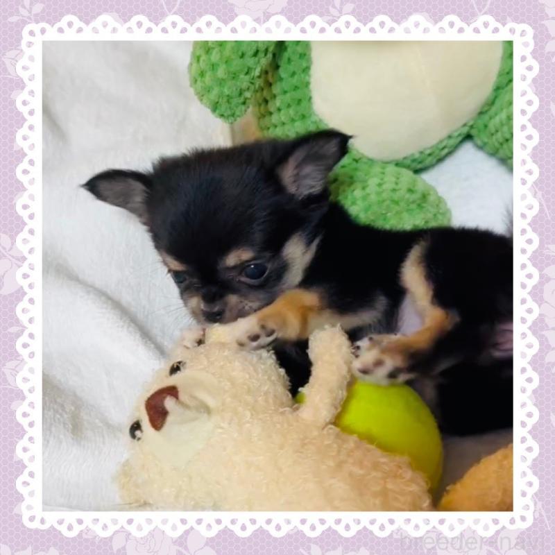 販売中の大阪府のチワワ(ロングコート)-441823の8枚目