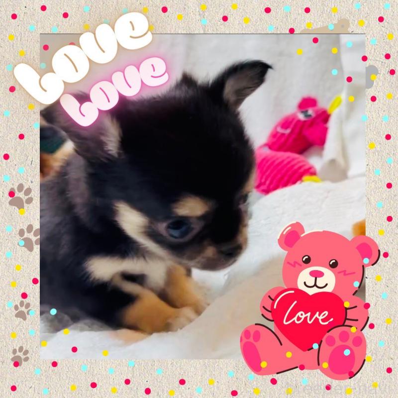 販売中の大阪府のチワワ(ロングコート)-441823の6枚目