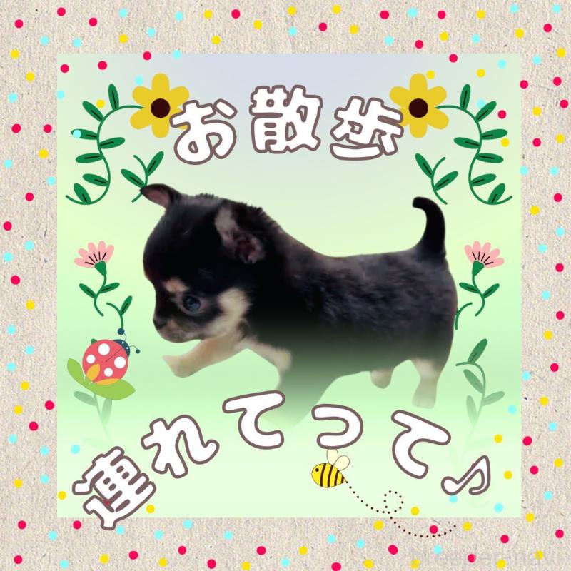 販売中の大阪府のチワワ(ロングコート)-441823の5枚目