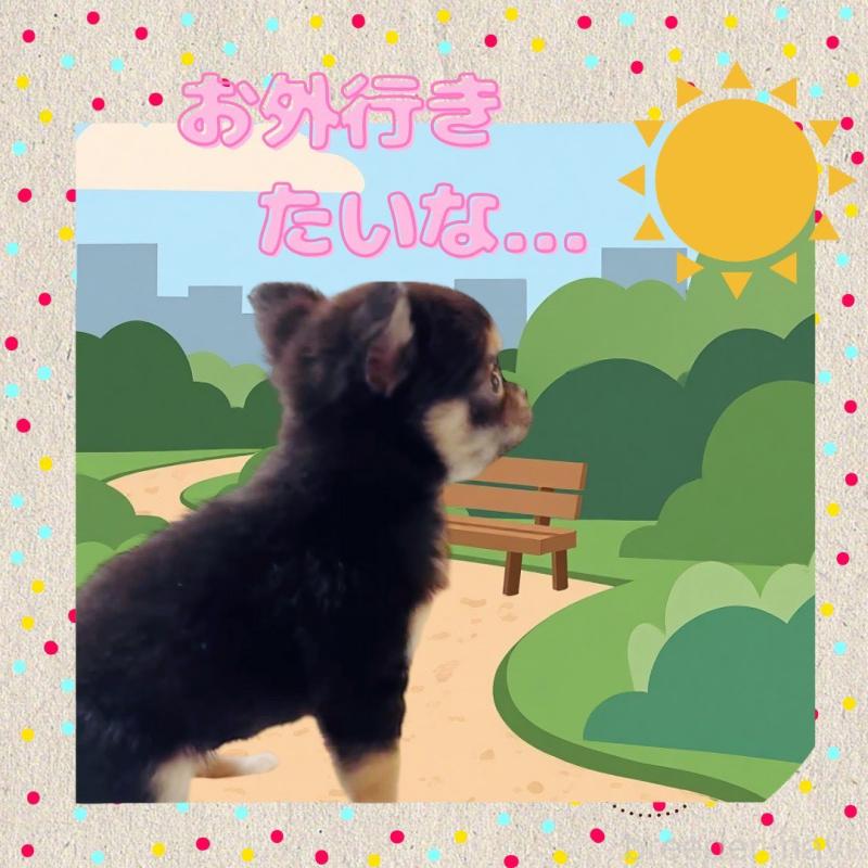 販売中の大阪府のチワワ(ロングコート)-441823の4枚目