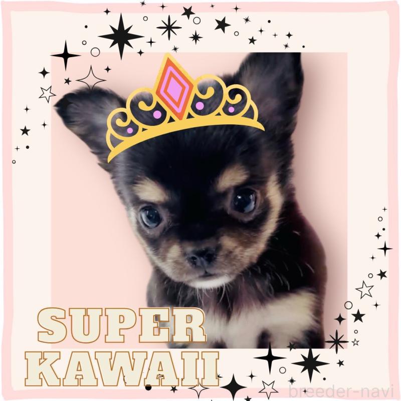 販売中の大阪府のチワワ(ロングコート)-441823の3枚目