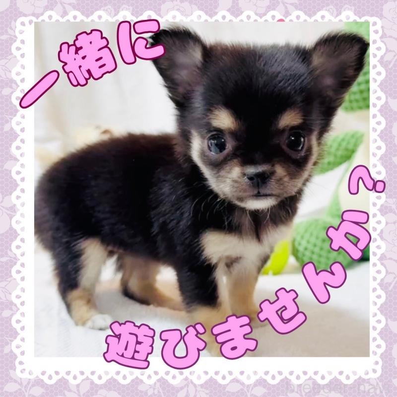 販売中の大阪府のチワワ(ロングコート)-441823の2枚目