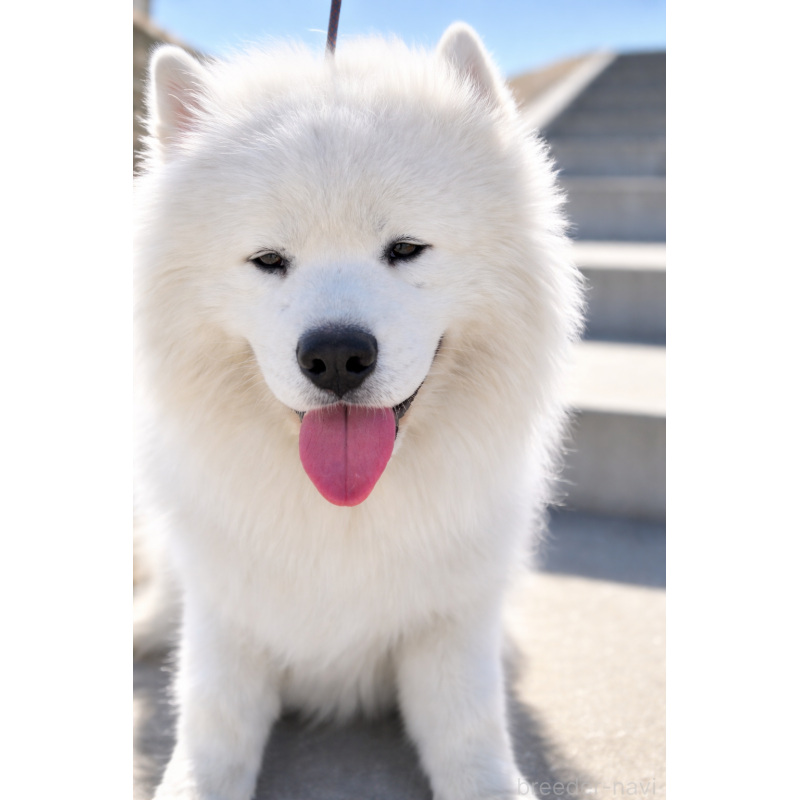 バイマンくん1枚目