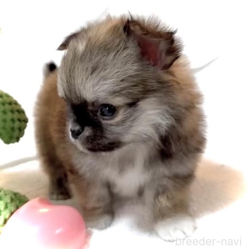 販売中の大阪府のチワワ(ロングコート)-441824の15枚目