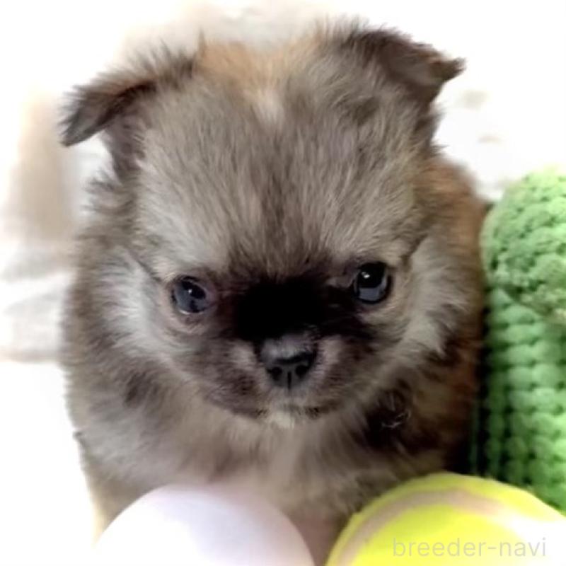 販売中の大阪府のチワワ(ロングコート)-441824の16枚目