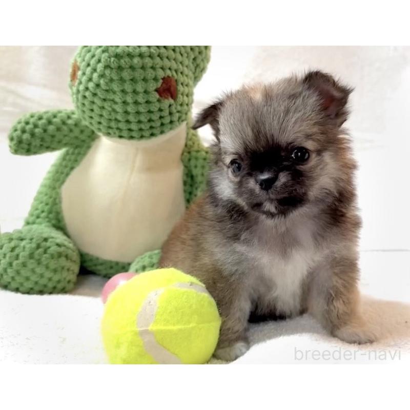 販売中の大阪府のチワワ(ロングコート)-441824の14枚目