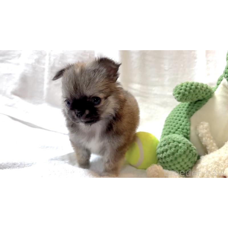 販売中の大阪府のチワワ(ロングコート)-441824の13枚目