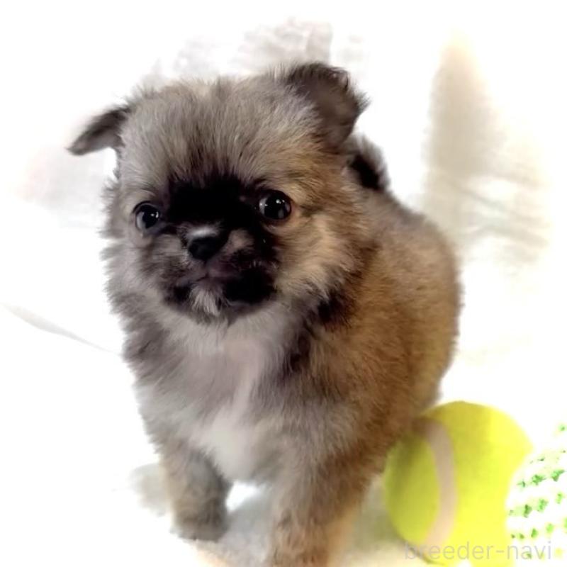 販売中の大阪府のチワワ(ロングコート)-441824の12枚目