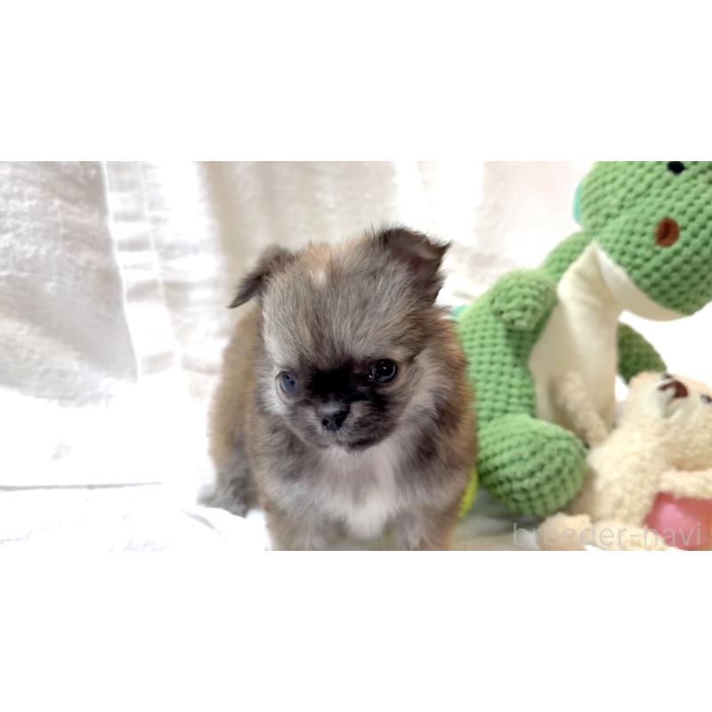 販売中の大阪府のチワワ(ロングコート)-441824の11枚目