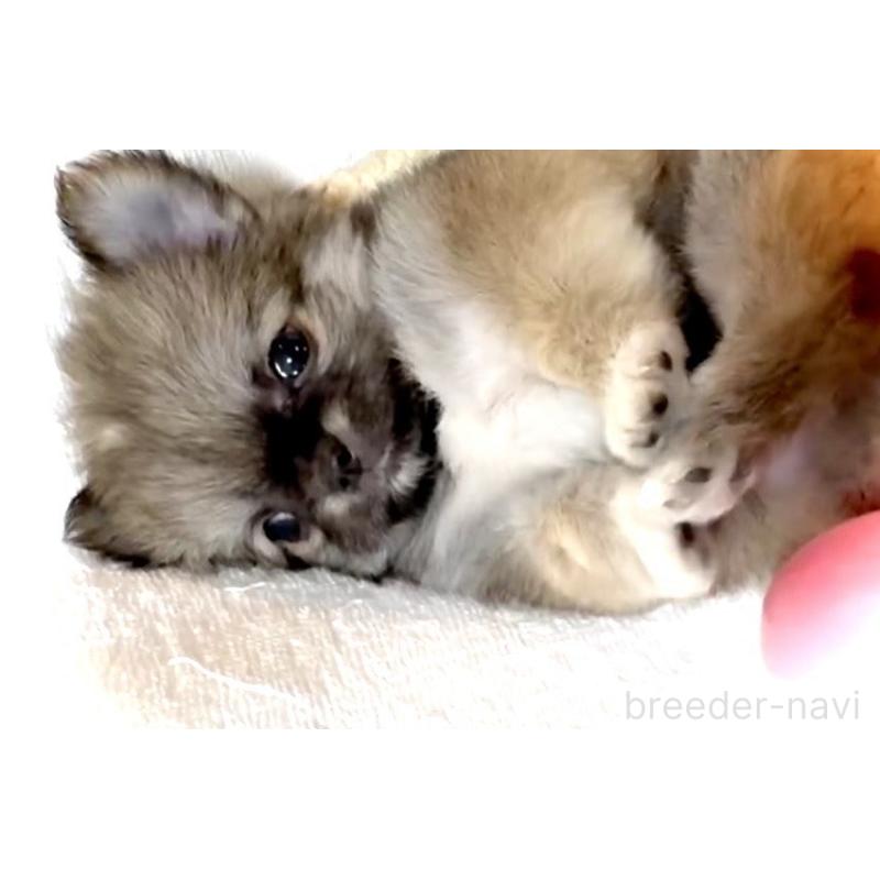 販売中の大阪府のチワワ(ロングコート)-441824の9枚目