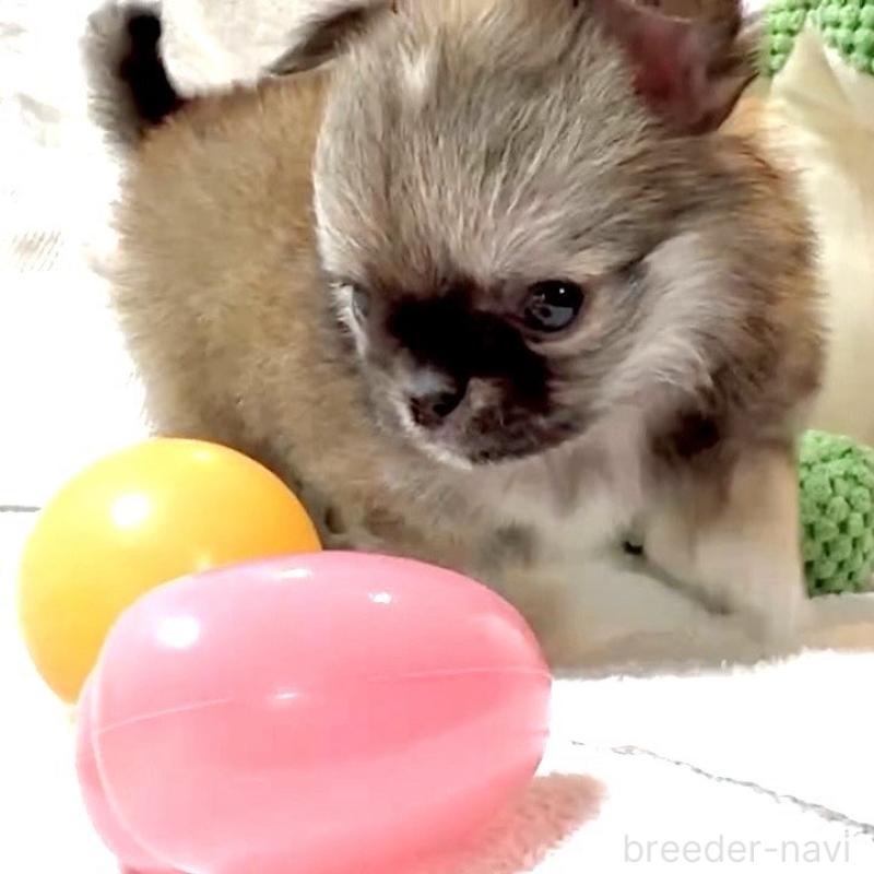 販売中の大阪府のチワワ(ロングコート)-441824の10枚目