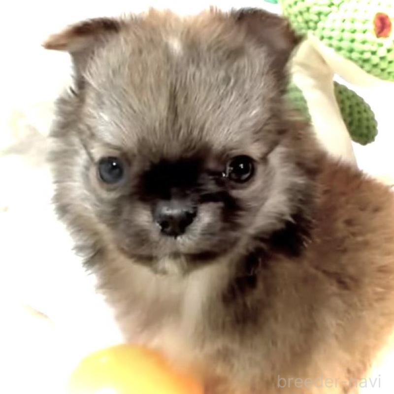 販売中の大阪府のチワワ(ロングコート)-441824の8枚目