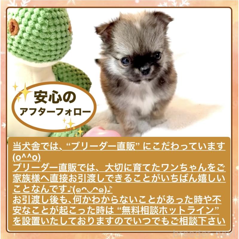 販売中の大阪府のチワワ(ロングコート)-441824の7枚目