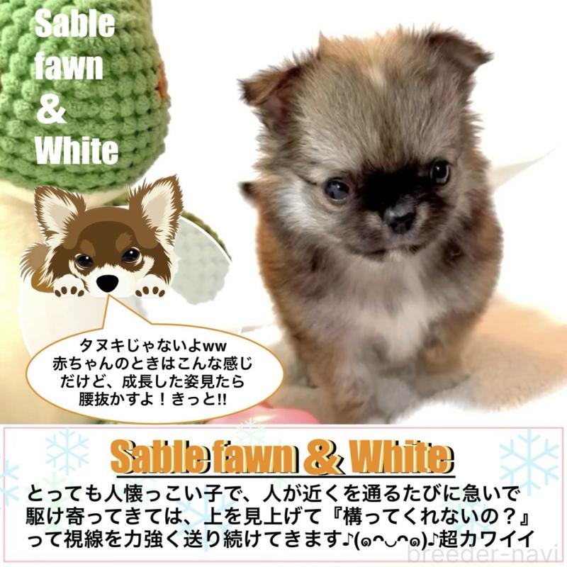 販売中の大阪府のチワワ(ロングコート)-441824の6枚目