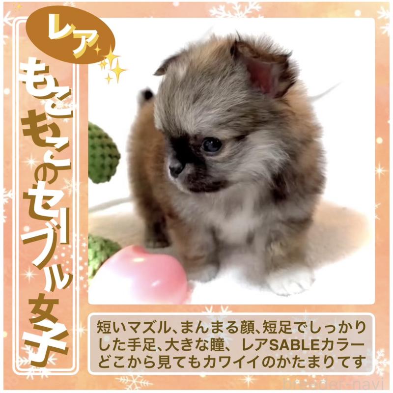 販売中の大阪府のチワワ(ロングコート)-441824の5枚目