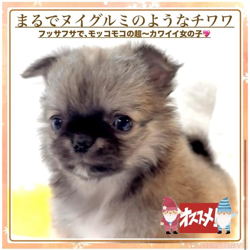 販売中の大阪府のチワワ(ロングコート)-441824の4枚目