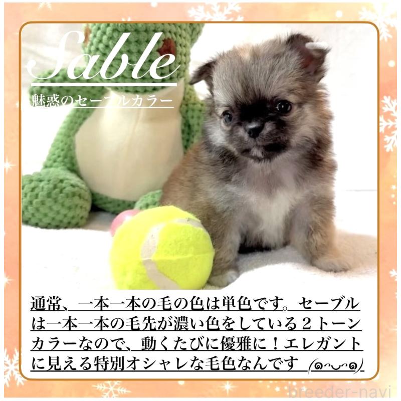 販売中の大阪府のチワワ(ロングコート)-441824の3枚目