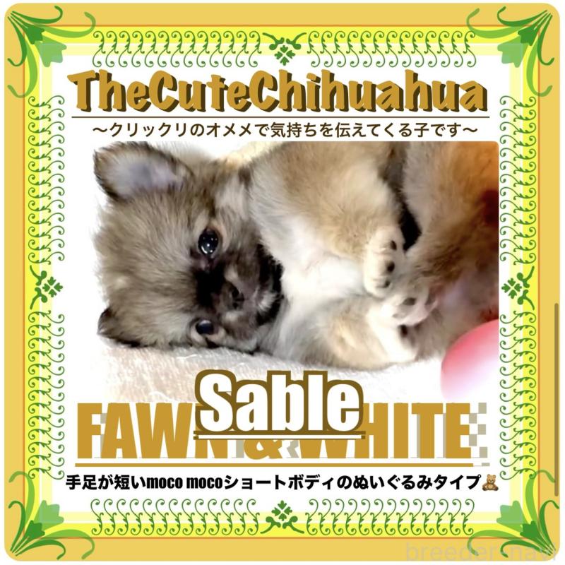 販売中の大阪府のチワワ(ロングコート)-441824の1枚目