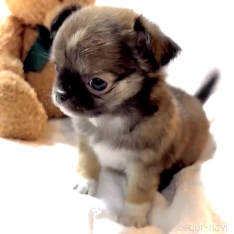 販売中の大阪府のチワワ(ロングコート)-441825の11枚目