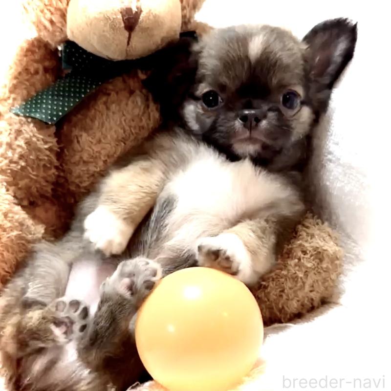 販売中の大阪府のチワワ(ロングコート)-441825の9枚目