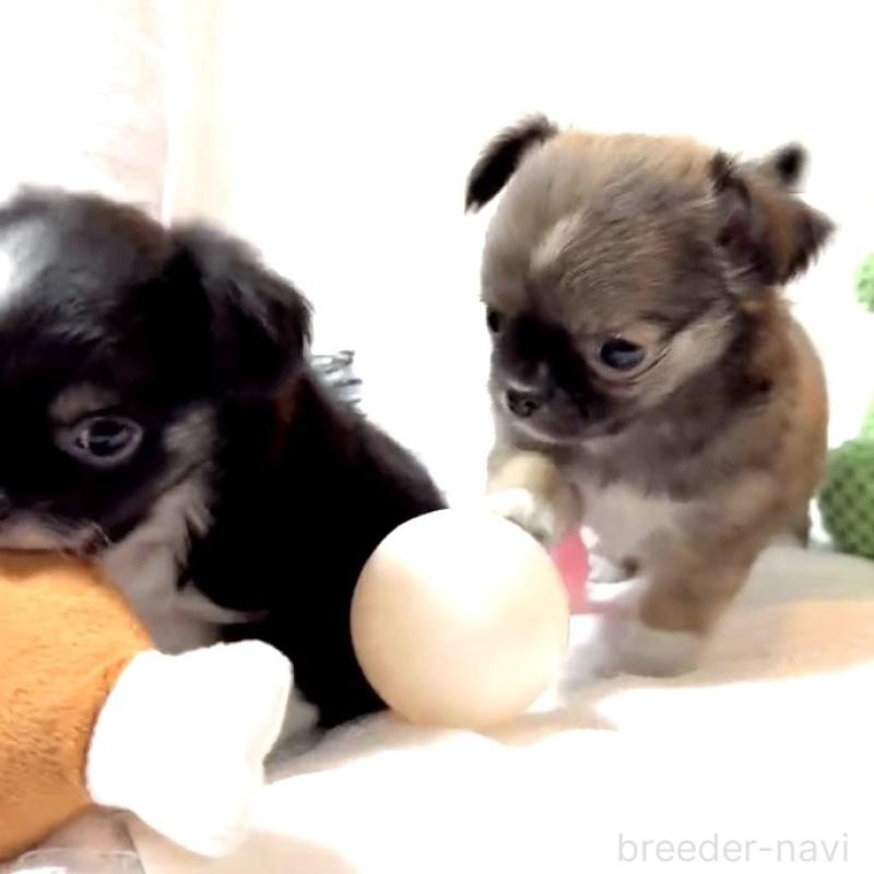 販売中の大阪府のチワワ(ロングコート)-441825の8枚目