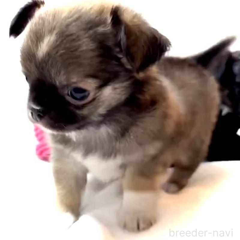 販売中の大阪府のチワワ(ロングコート)-441825の7枚目