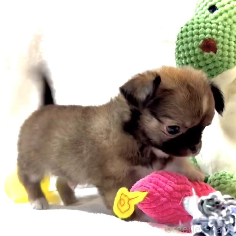 販売中の大阪府のチワワ(ロングコート)-441825の6枚目