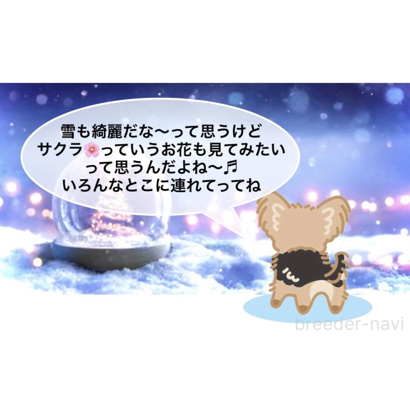 販売中の大阪府のチワワ(ロングコート)-441825の5枚目