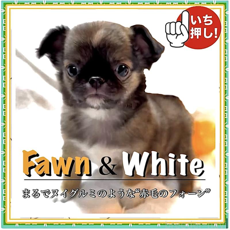 販売中の大阪府のチワワ(ロングコート)-441825の4枚目