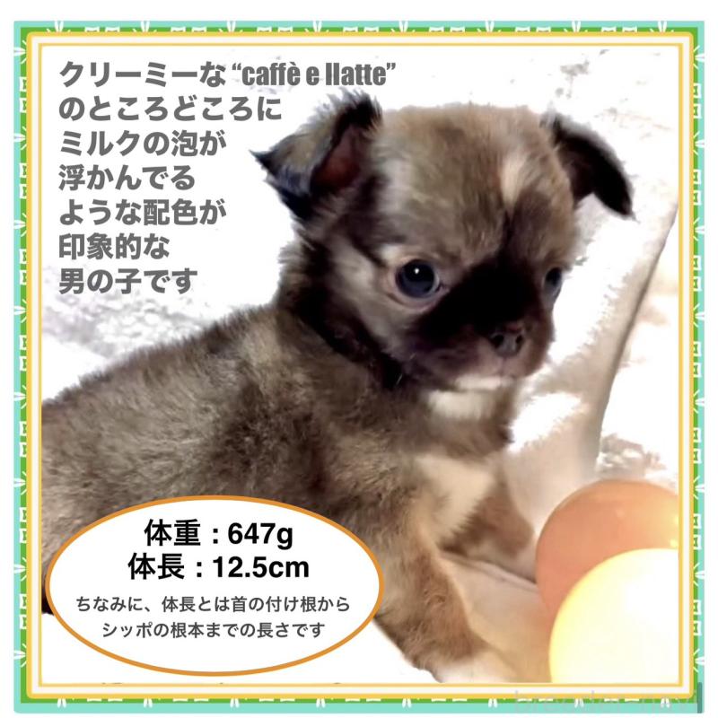 販売中の大阪府のチワワ(ロングコート)-441825の3枚目