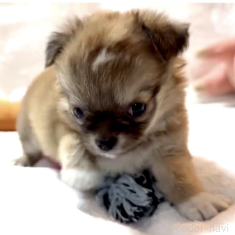 販売中の大阪府のチワワ(ロングコート)-441827の18枚目