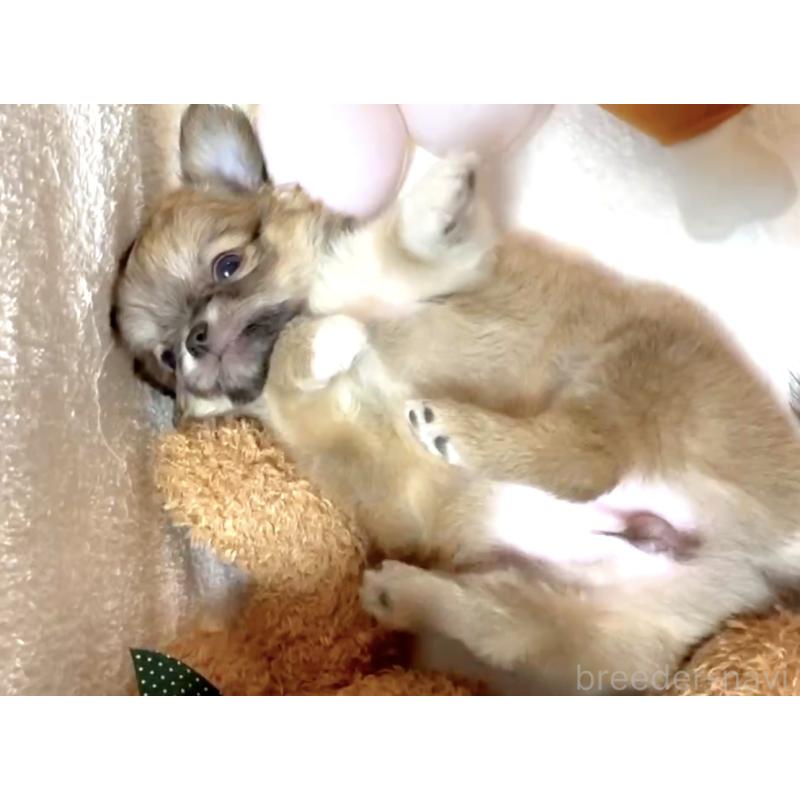 販売中の大阪府のチワワ(ロングコート)-441827の17枚目