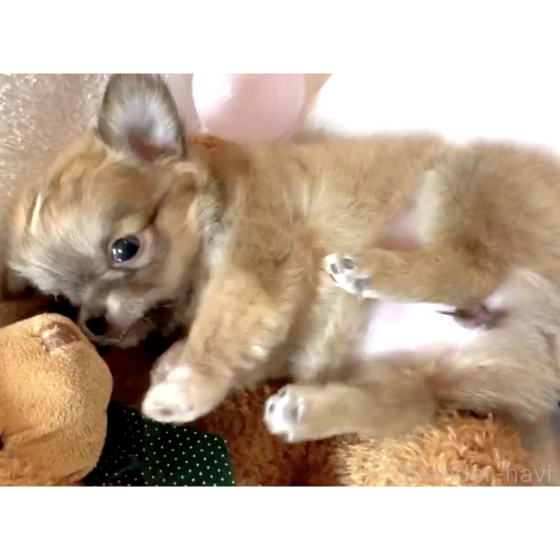 販売中の大阪府のチワワ(ロングコート)-441827の16枚目