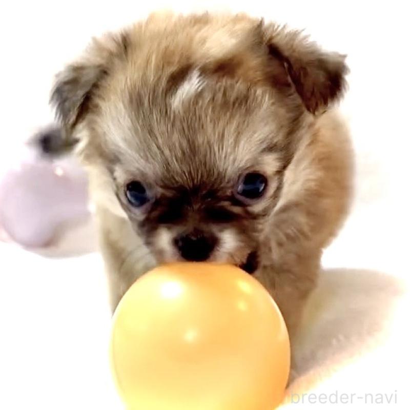 販売中の大阪府のチワワ(ロングコート)-441827の14枚目