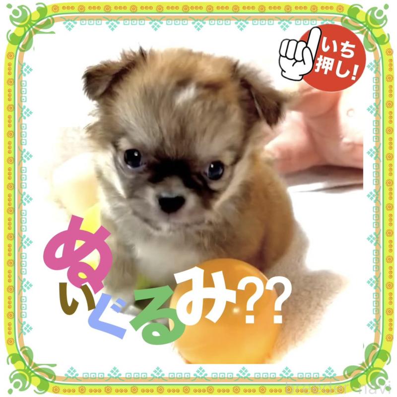 販売中の大阪府のチワワ(ロングコート)-441827の13枚目