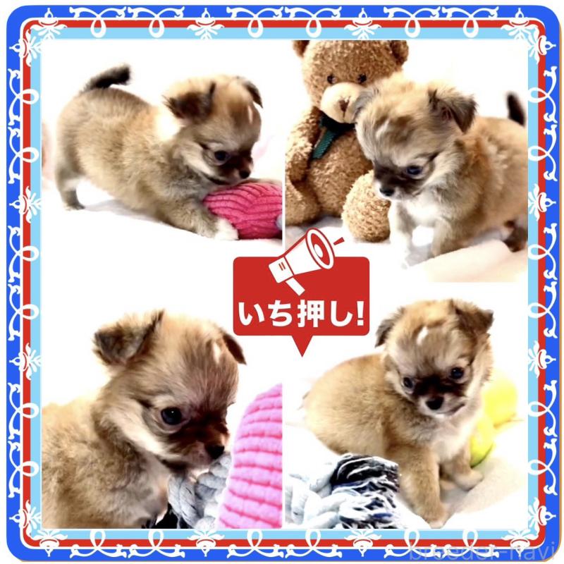 販売中の大阪府のチワワ(ロングコート)-441827の12枚目