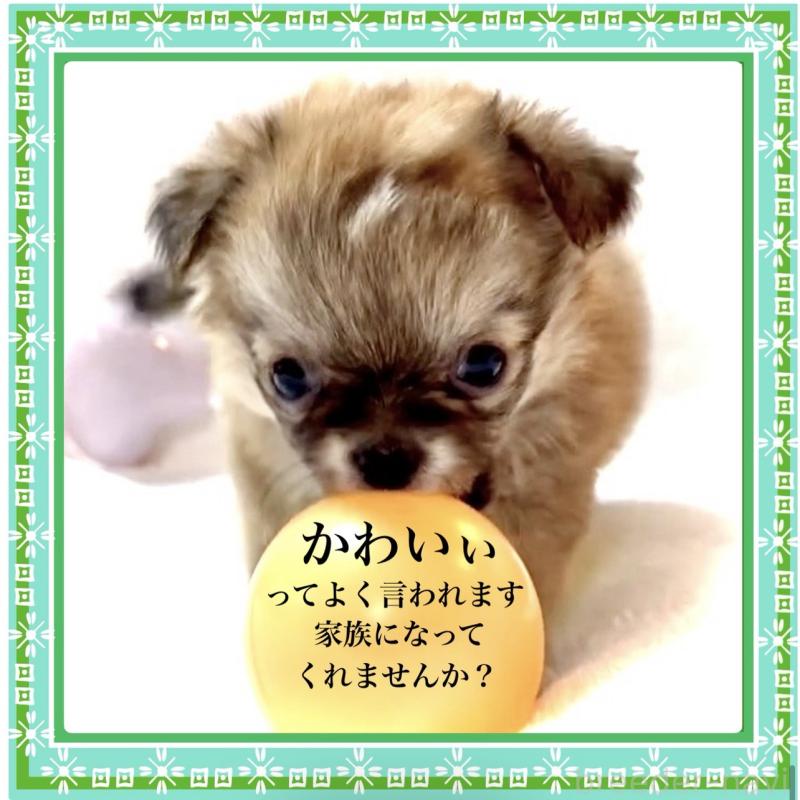 販売中の大阪府のチワワ(ロングコート)-441827の11枚目