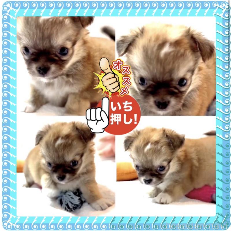 販売中の大阪府のチワワ(ロングコート)-441827の10枚目