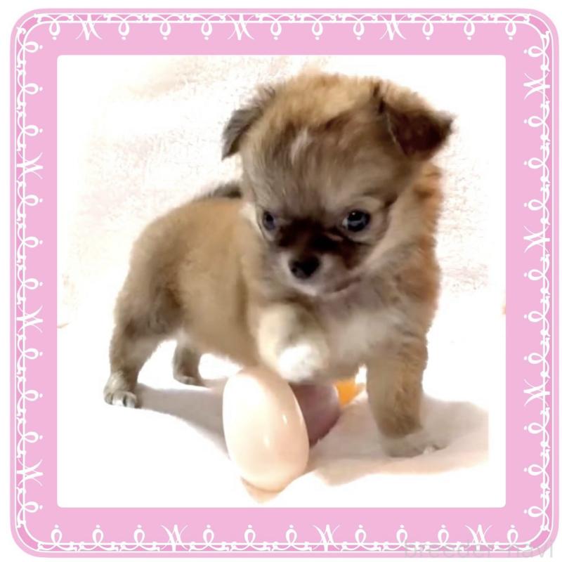 販売中の大阪府のチワワ(ロングコート)-441827の8枚目