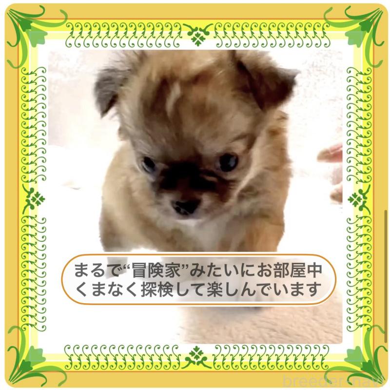 販売中の大阪府のチワワ(ロングコート)-441827の7枚目