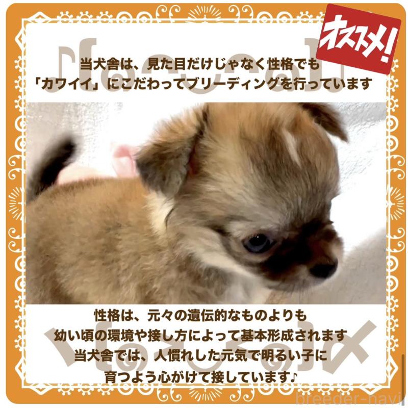 販売中の大阪府のチワワ(ロングコート)-441827の6枚目