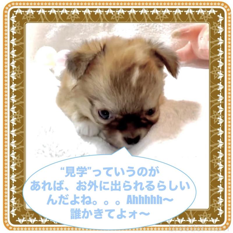 販売中の大阪府のチワワ(ロングコート)-441827の5枚目