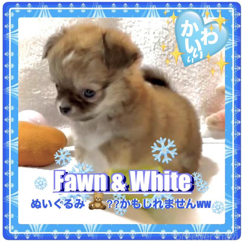 販売中の大阪府のチワワ(ロングコート)-441827の4枚目