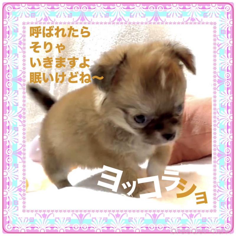 販売中の大阪府のチワワ(ロングコート)-441827の3枚目